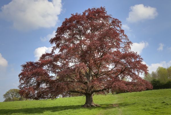 Beech Tree Pruning in Buckeye