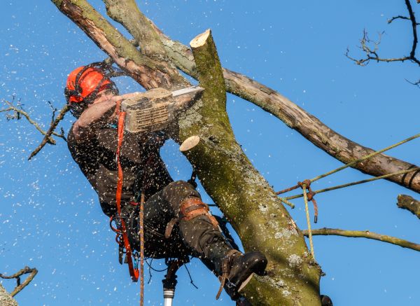 Tree Trimming Service in Buckeye