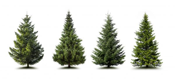 Pine Tree Trimming in Buckeye