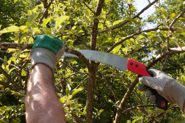Apple Tree Trimming in Buckeye